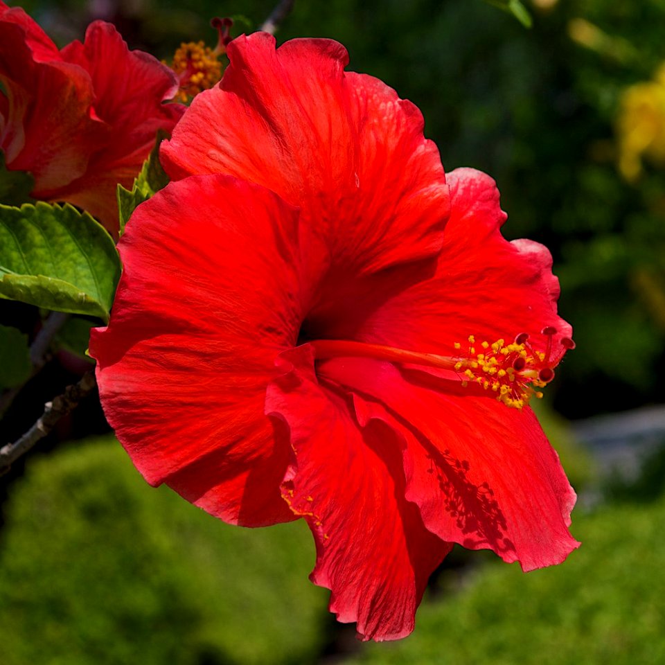 Red and Beautiful