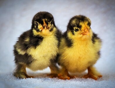 Feathered wee a couple of