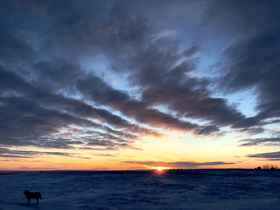 Dog Ignoring Glorious Sunset