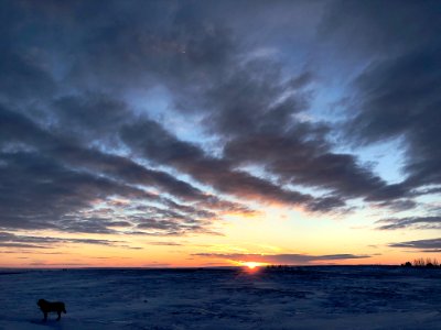 Dog Ignoring Glorious Sunset