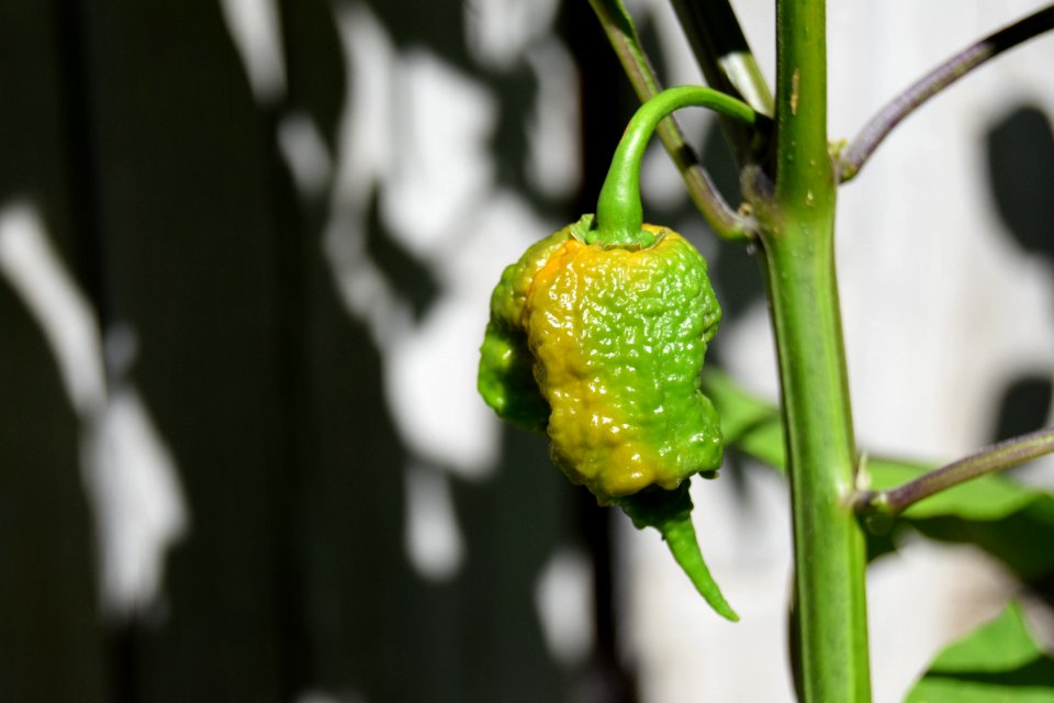 Ripening Carolina reapers
