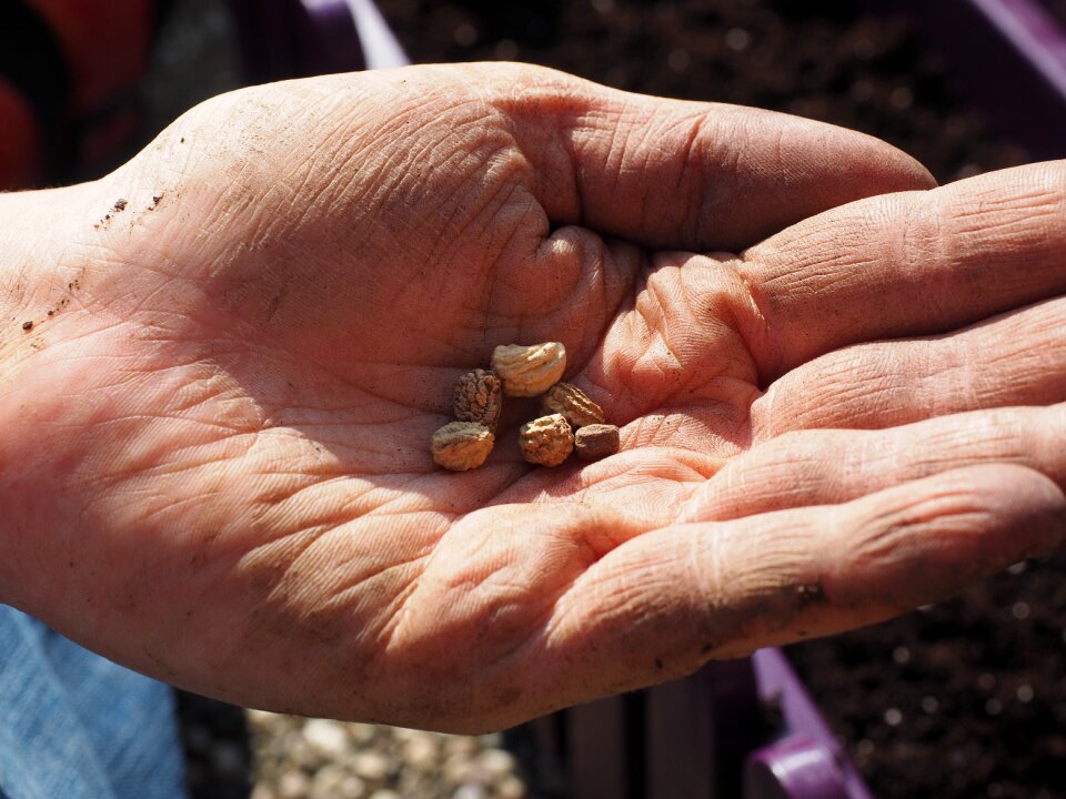 Sowing nasturtium hand