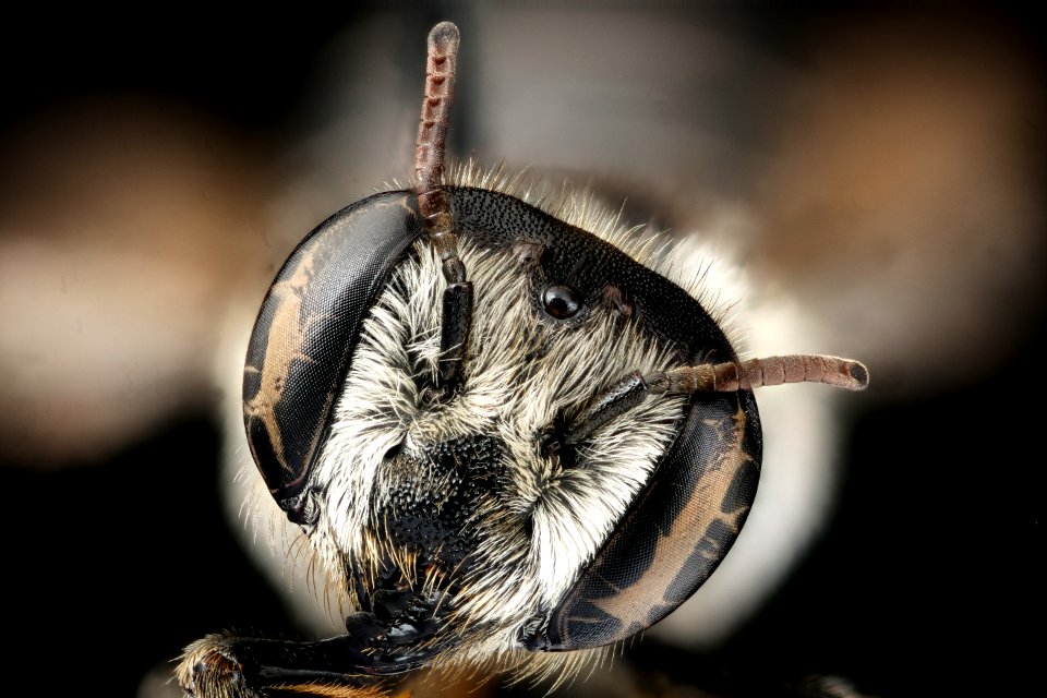Megachile integra, f, face, Suffolk, VA 2018-06-20-14.08.37 ZS PMax UDR