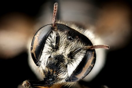 Megachile integra, f, face, Suffolk, VA 2018-06-20-14.08.37 ZS PMax UDR