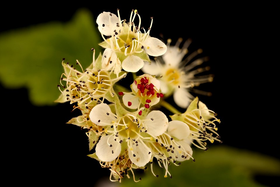 Physocarpus opulifolius, Ninebark, flower inflorescence, Green Farmacy Garden, Howard Co, Md, H Metzman 2018-06-20-20.43.26 ZS PMax UDR