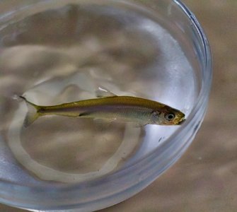 Delta Smelt