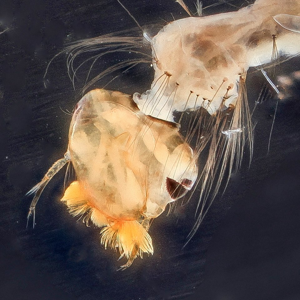 mosquito in quartz sanitizer photoshopped detail