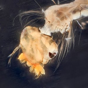 mosquito in quartz sanitizer photoshopped detail photo