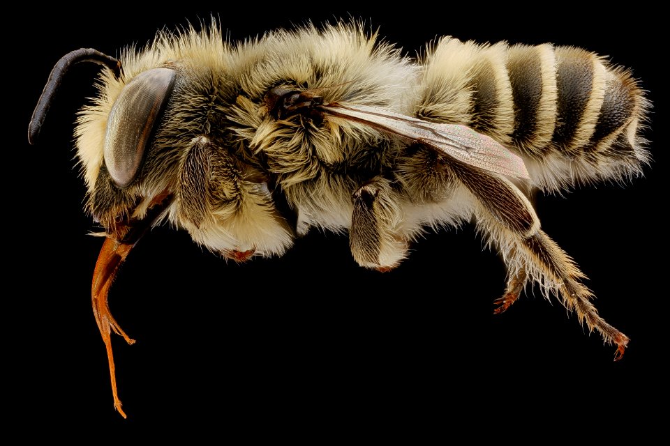 Megachile coquilletti, m, left, Yolo Co., CA 2019-03-23-16.47.40 ZS PMax UDR