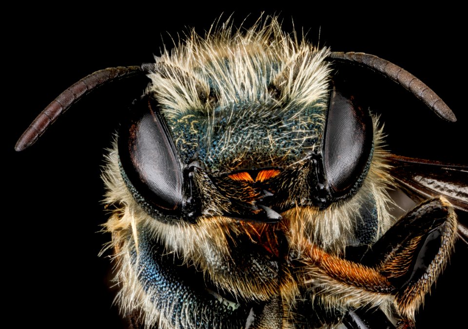 Osmia sandersoneae, F, face, Tennessee, Blount County 2013-02-01-15.42.20 ZS PMax