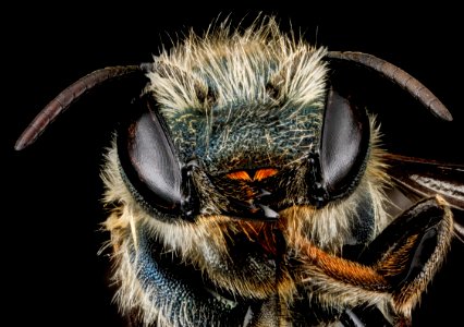 Osmia sandersoneae, F, face, Tennessee, Blount County 2013-02-01-15.42.20 ZS PMax photo