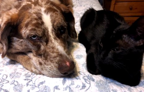 2020/366/184 Felix and Mags For Pals of the Year
