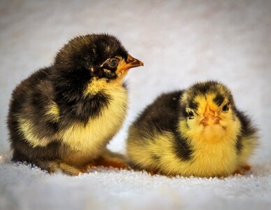 Feathered wee a couple of