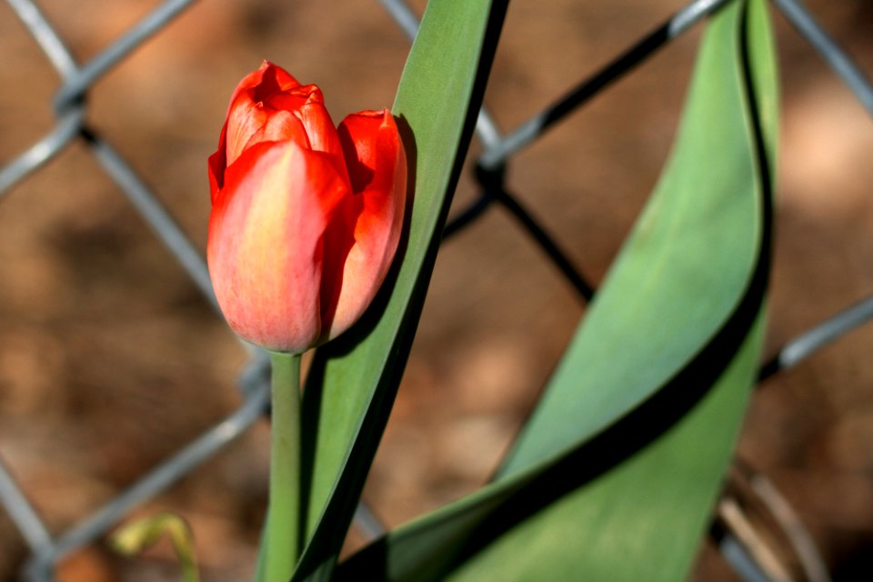Maybe the Orange Ones Are Back?