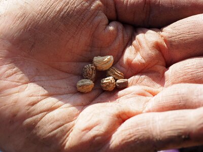 Sowing nasturtium hand