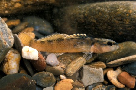 Duskytail Darter