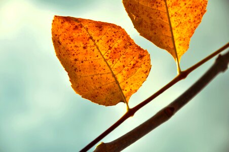 Autumn holidays yellow
