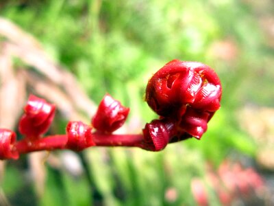 Red fern nature photo