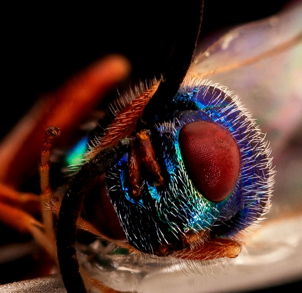 Torymus species, (parasite wasp), f, face, Alleghany Co. MD 2019-10-24-16.43.03 ZS PMax UDR