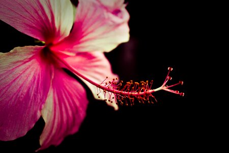 Floral spring blossom photo