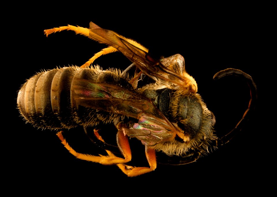Halictus confusus, m, back, Prince George's Co., MD 2017-06-09-13.09