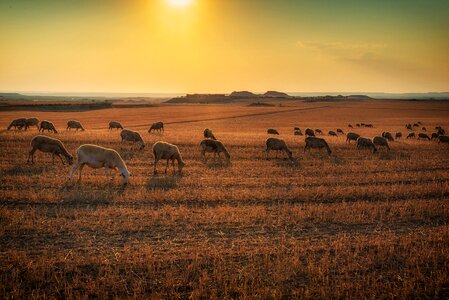 Grass sheep livestock photo