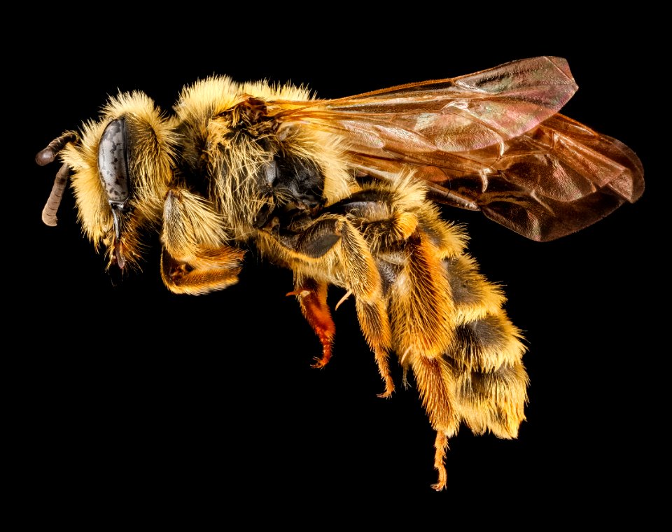 Andrena astragali, female, side 2012-08-06-16.17.29 ZS PMax photo