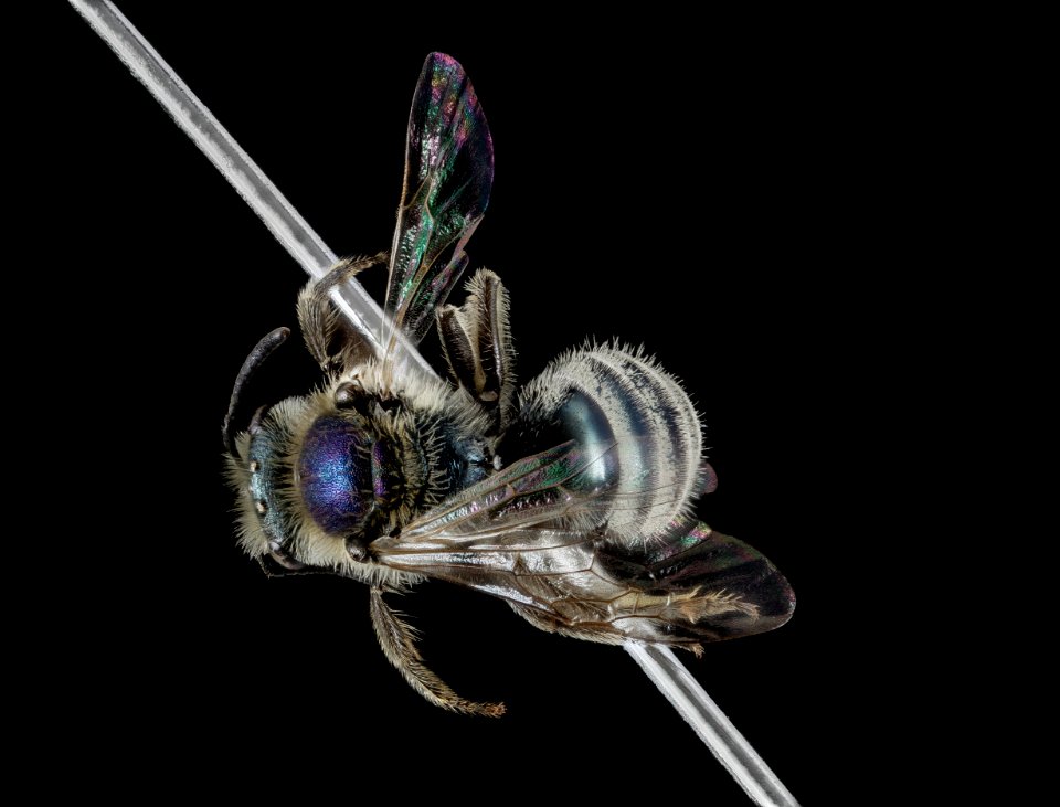Lasioglossum pavonotum, F, Back, CA, Humboldt 2015-01-27-18.17.23 ZS PMax