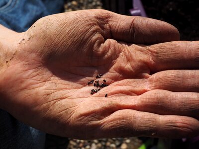 See sowing hand photo