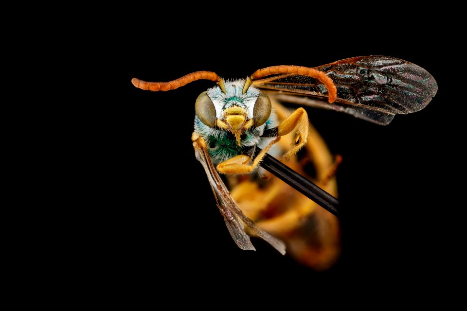 Agapostemon angelicus, M, face, Pennington County, SD 2012-11-13-10.39.30 ZS PMax