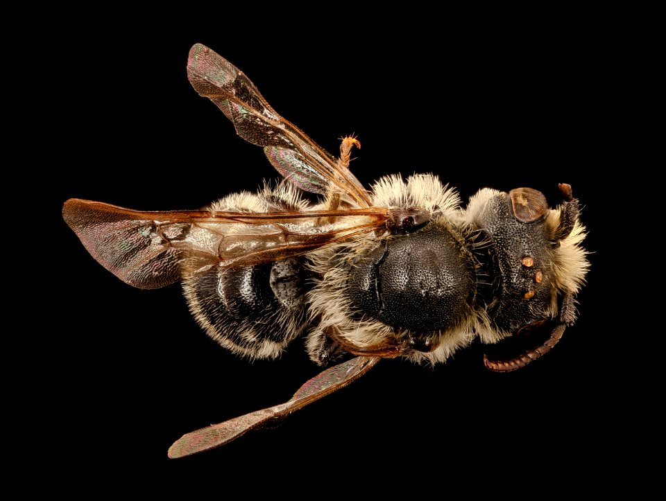 Hoplitis truncata, m, back, Prince George's Co., MD 2017-03-27-12.02