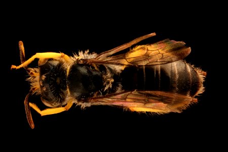 Calliopsis andreniformis, m, baltimore city, back 2018-10-16-10.42.41 ZS