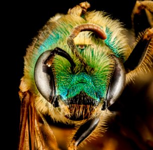 Agapostemon virescens, F, face, Kings County, New York 2013-02-01-15.01.02 ZS PMax