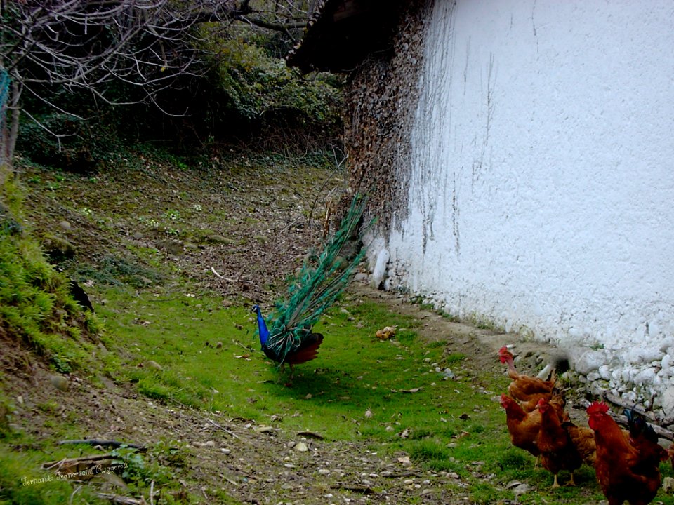 Galline e gallo con Pavone nella Cascina delle Fornaci Portese San Felice del Benaco Brescia Lombardia Italia