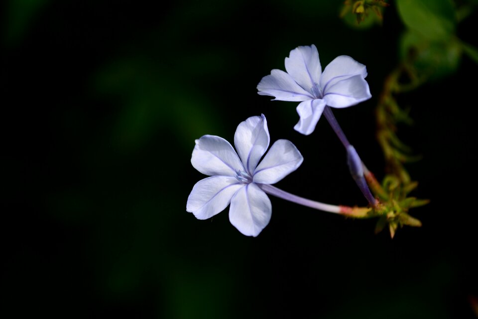 Purple summer herb photo