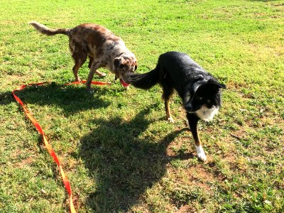 Chasing Dax