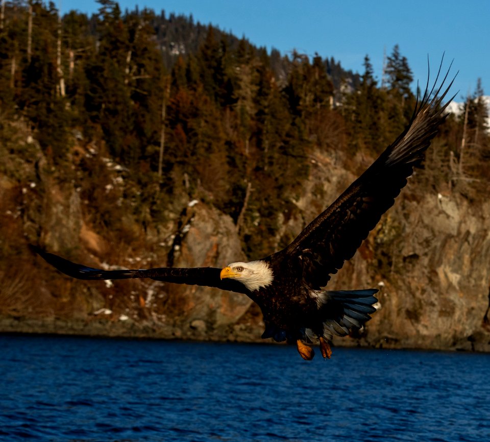2020 Bald Eagles in and around Homer, Alaska (96)