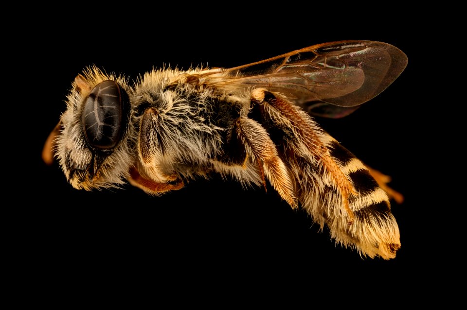 Meliturgula scriptifrons, f, left, Kruger NP, South Africa Mpumalanga 2018-08-15-20.12.17 ZS PMax UDR