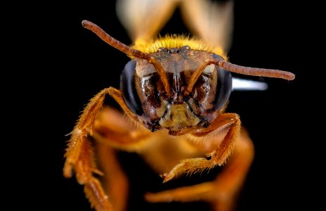 Oxytrigona mellicolor, f, face, San Jose, Costa Rica 2020-08-18-16.42.53 ZS PMax UDR