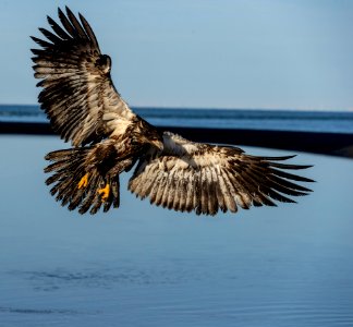 2020 Juvenile Bald Eagles (20) photo