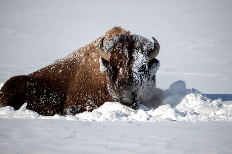 2019 Yellowstone -Bison (36)