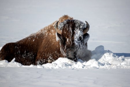 2019 Yellowstone -Bison (36)