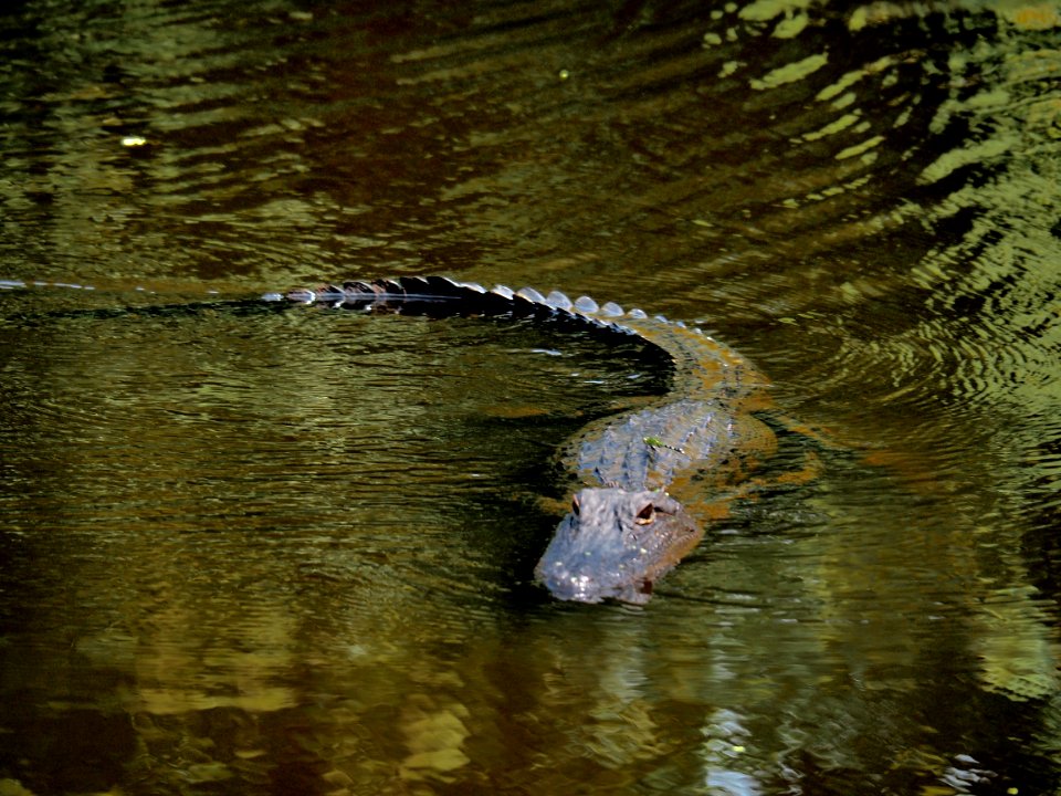 20180823 New Orleans, Alligator trail boat