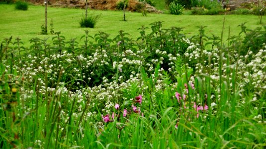 Merriens et orties blanches photo