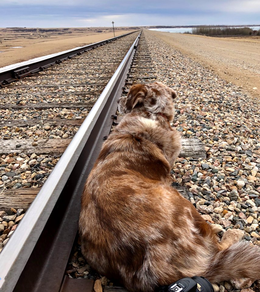 Dog + Tracks photo