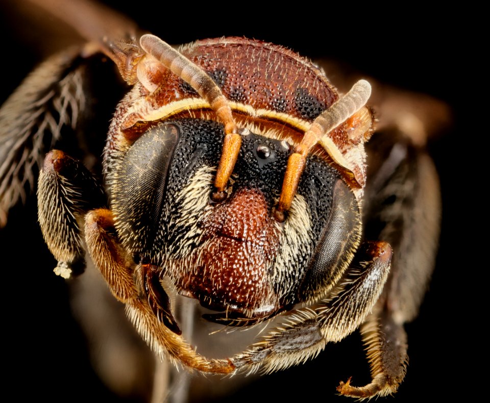 bee reddish, f, argentina, face 2014-08-07-21.49.46 ZS PMax