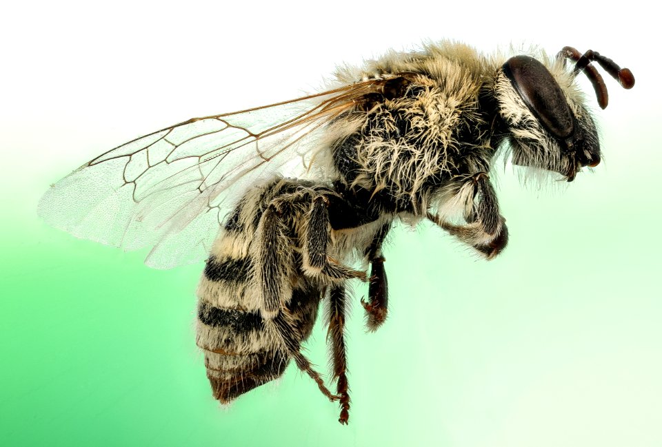 Colletes phaceliae, f, side, colorful green, Pennington Co, SD 2016-02-02-12.32