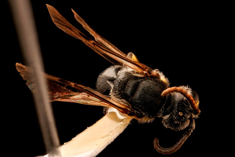 Hylaeus sparsus, m, back, Shenandoah, VA 2017-06-17-15.01