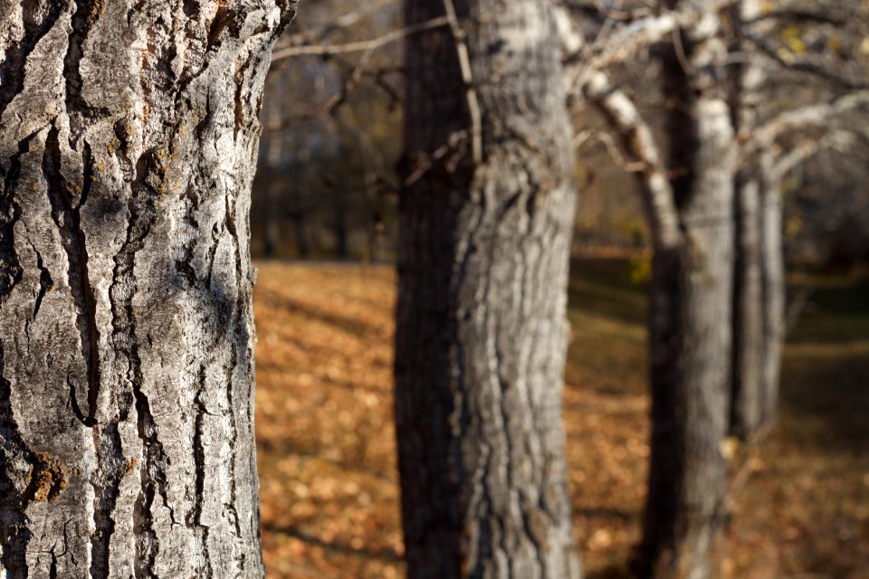 Poplar Lines