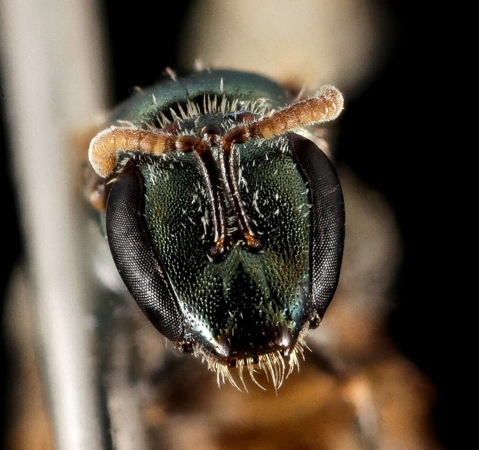 Lasioglossum brunneiventre, F, Face, CA, San Bernardino County 2014-09-29-14.17